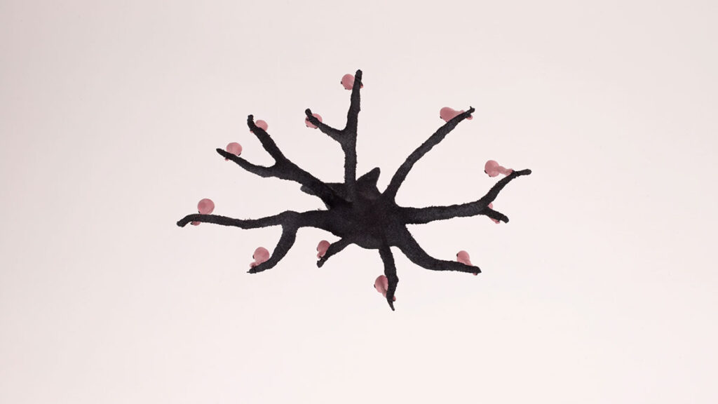 Rita Casdia, Tree Story